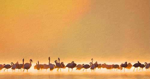 Flamingos Aquadigigraphy by Artist Benichou